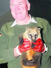 Dangerous American raccoon cornered