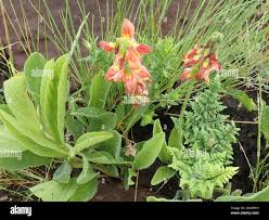 Image result for Eriosema