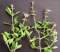Image result for Ocimum filamentosum