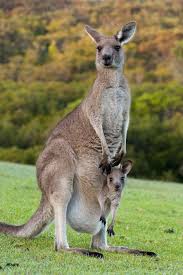What S The Difference Between A Wallaby And A Kangaroo Australia Animals Kangaroo Stuffed Animal Kangaroo Image
