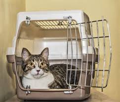 How To Crate Train Your Cat And Teach Her To Love It Cat Training Car Sick Cat Crate