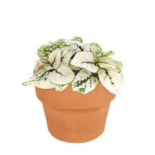 Image result for Hypoestes