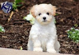 While many designer breeds can be tracked to a certain year or breeder, the maltipoo has a less documented if you're considering adopting a maltipoo puppy, make sure you understand this breed's special health considerations. Puppy Finder Find Buy A Dog Today By Using Our Petfinder Maltipoo Puppy Maltipoo Dog Maltese Poodle Puppies