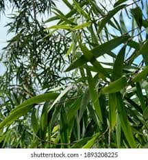 Image result for Melaleuca leucadendron