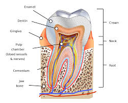 Human Tooth Wikipedia