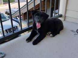 We did not find results for: Discussion The Downsides Of Adopt Don T Shop That People Ignore Dogs