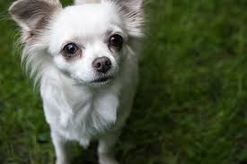 The most common long hair chihuahua material is ceramic. Pin On Teacup Chihuahua Puppies And Dogs