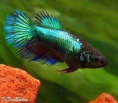 Premium Turquoise Crowntail Female Betta Fish 1 To 1 5 Long Betta Fish Fish Betta