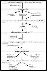 flow chart of the clinical outcomes for the 2004 offspring