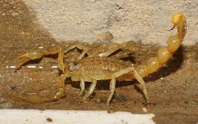 The idea is that, while most ultrasonic pest repeller devices are small, plug into your electrical outlet, and are about the same size as a baby monitor or miniature alarm clock. Diy Ways To Kill Scorpions Safely