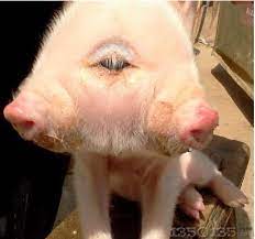 母豬產下變異怪獸雙頭豬三個眼睛兩個鼻子-中國保健養豬網（手機網站）