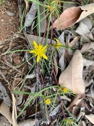 Image result for Geigeria brevifolia