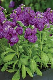 In optics, purple and violet refer to colors that look similar, but purples are mixtures of red light and blue or violet light, whereas violets are spectral colors (of single wavelengths of light). Purple