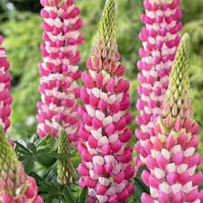Image result for Lupinus