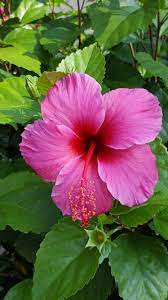 Pin By Kitha On Hawaii 2017 Hibiscus Flowers Beautiful Flowers Hibiscus Plant