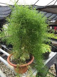 Image result for Bowiea volubilis