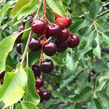 Image result for Prunus