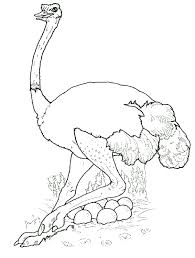 Apprendre à dessiner une autruche en 3 étapes fais une courbe qui part de son cou pour faire son ventre, pour dessiner la patte de ton autruche commence par tracer un trait et dessine trois doigts. Dessins En Couleurs A Imprimer Hyene Numero 22659