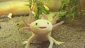 They also, however, have the same chance. Want To Tame An Axolotl In Minecraft Here S How To Do It