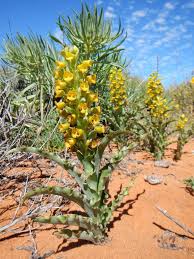 Image result for Corycium