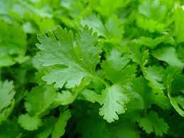 The plant will get larger and bushier. Parsley Planting Growing And Harvesting Parsley Plants The Old Farmer S Almanac
