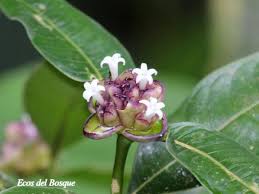 Image result for Psychotria articulata