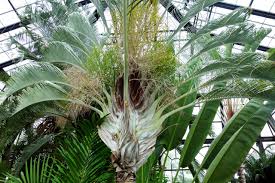 Image result for Dypsis decaryi