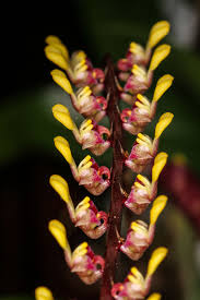 Image result for Bulbophyllum falcatum