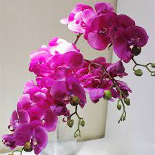 Real touch succulents look like real ones. 6p Real Touch Orchids Butterfly Phalaenopsis White Fuchsia Pink Artificial Latex Orchid Flowers For Wedding Decoration Wholesale Flowers For Flower For Weddingorchid Flower Aliexpress