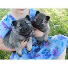 Puppies For Sale Norwegian Elkhounds In Wetmore Colorado Elkhound Puppies Norwegian Elkhound Puppies
