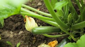 If you do freeze it, add it into pasta sauces, soups, or stews for maximum flavor! Fresh Zucchini Courgettes With Yellow Stock Footage Video 100 Royalty Free 1016878321 Shutterstock
