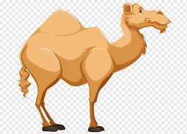 Dromedary camels, which have one two rows of long lashes also protect their eyes. Dromedary Cartoon Tengger Desert A Camel Mammal Image File Formats Painted Png Pngwing