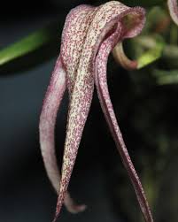 Image result for Bulbophyllum X chikukwa