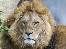 Techraj6 Wiki Tech News Space Education Sports And Games The Biggest Cat In The World And Here Are The Top 10 In 2020 Big Cats Animals Lion Images