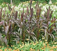 Пеннисетум пурпурный барон pennisetum purple baron пеннисетум орнаментал миллет pennisetum ornamental millet пеннисетум орнаментал миллет pennisetum ornamental millet. Decorative Millet Pennisetum Glaucum Purple Majesty F1 Ornamental Millet Perennial Seeds Home Garden