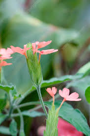 Image result for Crossandra nilotica