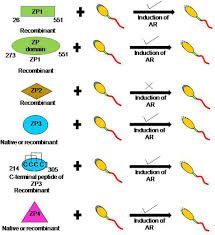 Pangcast.co.kr is tracked by us since october, 2015. Frontiers Human Zona Pellucida Glycoproteins Binding Characteristics With Human Spermatozoa And Induction Of Acrosome Reaction Cell And Developmental Biology