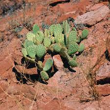 From vegas to zion there was a 2 hour time change. Cactus Zion National Park Utah Utah300 00530 Photograph By Kevin Russell