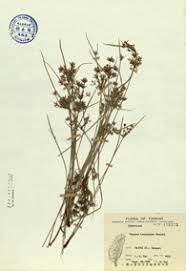 Image result for Cyperus tenuispica