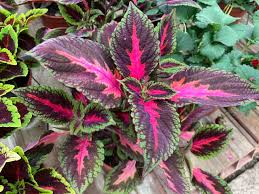 Image result for Coleus buchananii