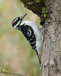Birds Of Eastern Washington Book Hairy Woodpecker Woodpecker Bird Photo Hairy