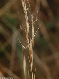 Image result for Aristida denudata