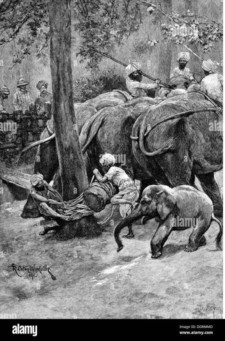 hunt, elephants, elephant hunt in India, an elephant is tied up, wood engraving, "Harper's Weekly", 1892, Additional-Rights-Clearences-Not Available Stock Photo - Alamy