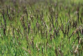 Scott's zoysia grass seed works as promised! Zoysiagrass Seedhead Development And Suppression Gcmonline Com