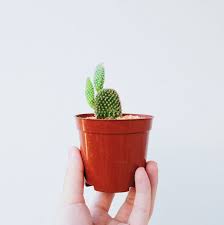 Yes,long is not international flight.they took my mangos when i was coming back to usa from mexico. Hand Holding Small Cactus Small Cactus Cactus Small Cactus Plants