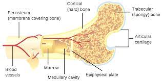 As with other tools applied to petroleum development. File Bone Cross Section Svg Wikimedia Commons
