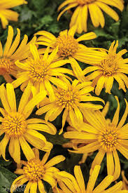 Maybe you would like to learn more about one of these? New Plants For 2021 Gardens Eye Catching Annuals And Perennials