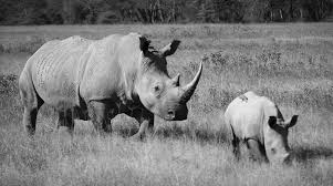 Biotech Start Up Floods The Black Market With Fake Rhino Horns Thred Website