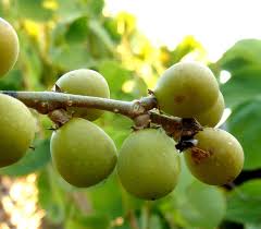 Image result for Bridelia mollis