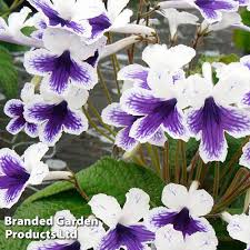 Image result for Streptocarpus leptopus